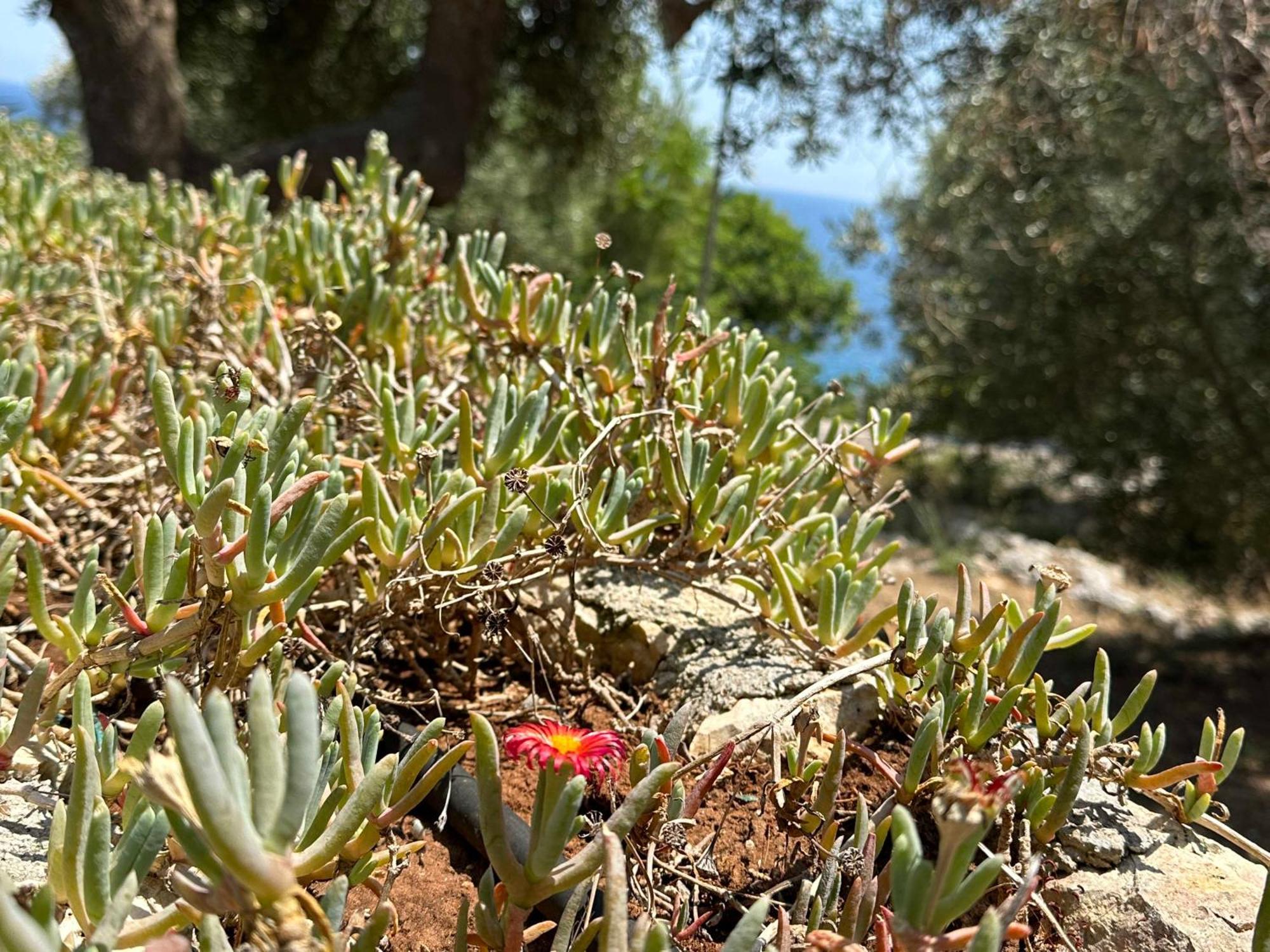 Villetta Dagre Fronte Mare Marittima Luaran gambar
